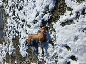 Vizsla viszla maghiara  - imagine 3