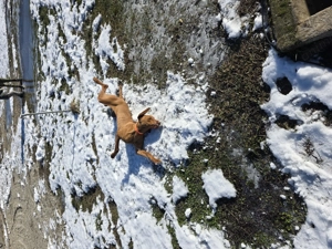 Vizsla viszla maghiara  - imagine 4