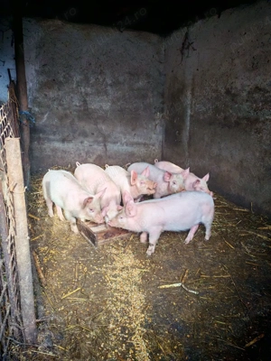 Purcei de vanzare - imagine 3