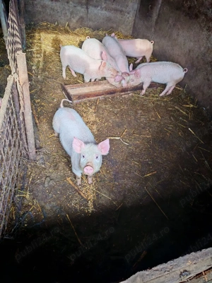 Purcei de vanzare - imagine 2