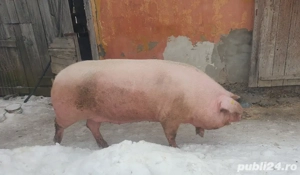 vand porc gras - imagine 2