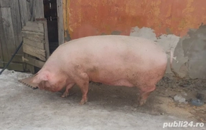 vand porc gras - imagine 3