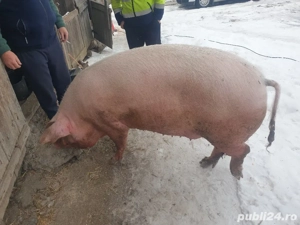 vand porc gras - imagine 5