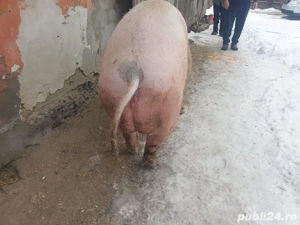 vand porc gras - imagine 4