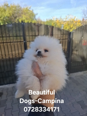 pui pomeranian mini - imagine 2