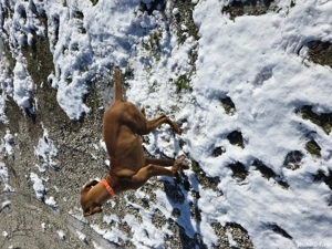 Vizsla viszla maghiara  - imagine 5