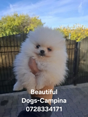 pui pomeranian mini - imagine 3