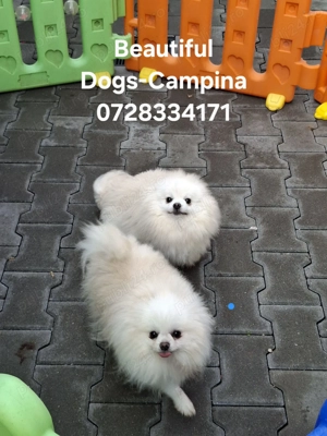 pui pomeranian mini - imagine 4