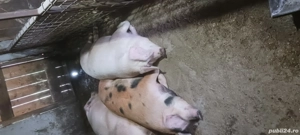 Vand porc de carne cu posibilitate de transare