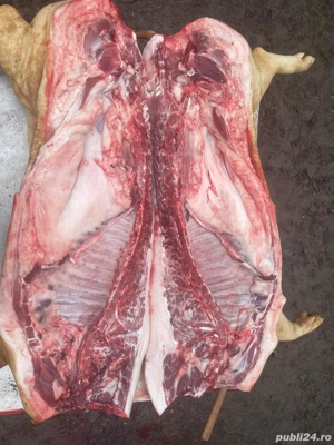 Vand porc de carne cu posibilitate de transare - imagine 2