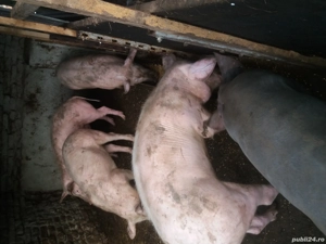 Porci si scoafa gestanta - imagine 5