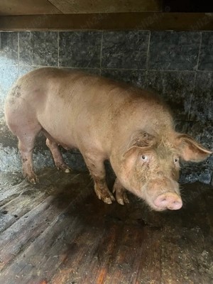 porci de carne 