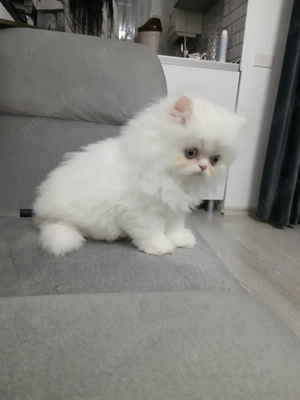 Pisică Persana Puiuți  - imagine 2