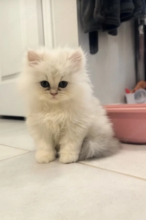 Pisică Persana Puiuți  - imagine 4