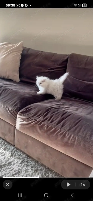 Pisică Persana Puiuți  - imagine 5