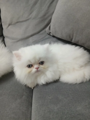 Pisică Persana Puiuți  - imagine 3