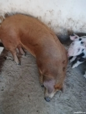 Vand porc rasa de carne!