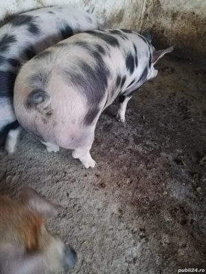 Vand porc rasa de carne! - imagine 4