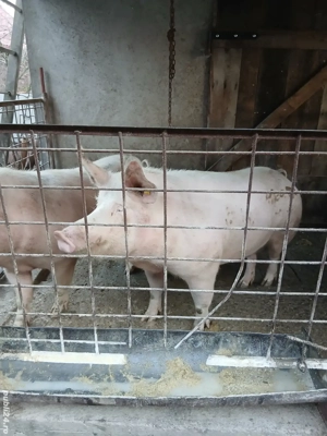 Vând porci cu greutate 100si 170kg - imagine 3