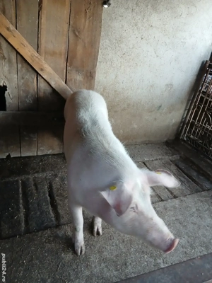 Vând porci cu greutate 100si 170kg - imagine 4