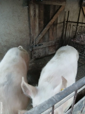 Vând porci cu greutate 100si 170kg