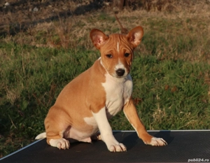 Basenji din parinti campioni cu pedigree FCI - imagine 5