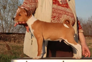 Basenji din parinti campioni cu pedigree FCI - imagine 4