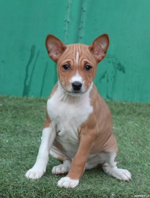 Basenji din parinti campioni cu pedigree FCI - imagine 2