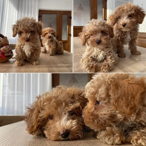 Pudel caniche roșcat apricot 