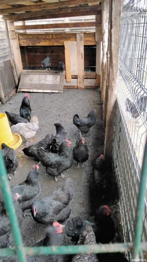 ouă de incubat găini austrolop  - imagine 3