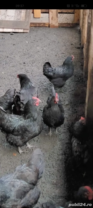 ouă de incubat găini austrolop  - imagine 2