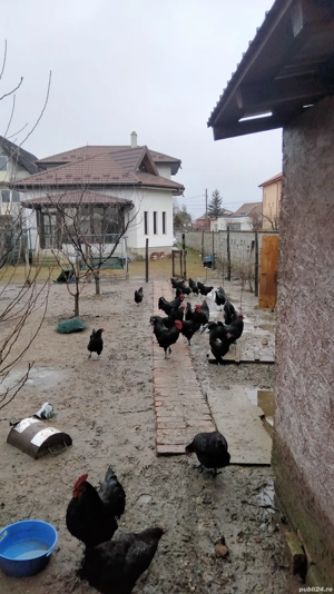 ouă de incubat găini austrolop  - imagine 4