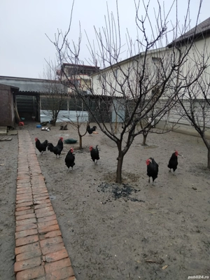 ouă de incubat găini austrolop  - imagine 5