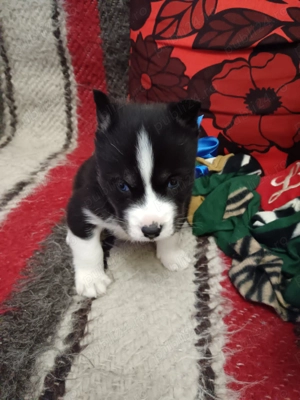 Pui husky siberian  - imagine 4