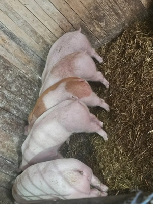 vând 4 soldani rasa de calitate de carne toti mascul castrați  - imagine 2