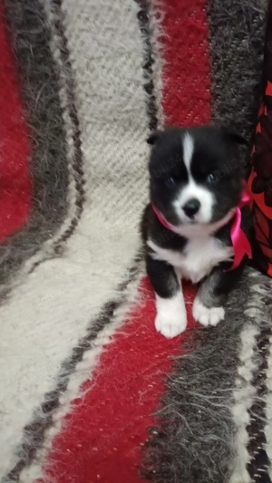 Pui husky siberian  - imagine 2