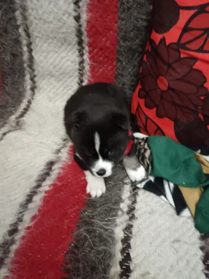 Pui husky siberian  - imagine 5