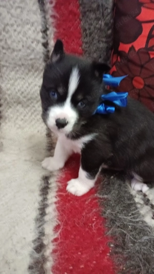 Pui husky siberian  - imagine 3