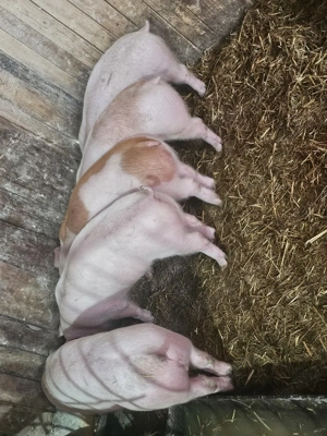 vând 4 soldani rasa de calitate de carne toti mascul castrați  - imagine 3