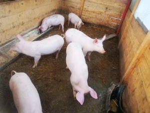 purcei disponibili 35 -40 kg