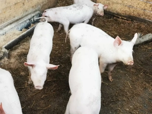 purceii 40kg - imagine 2