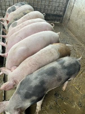 Vand șoldani - imagine 4