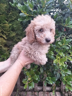 Pudel Pitic - imagine 2