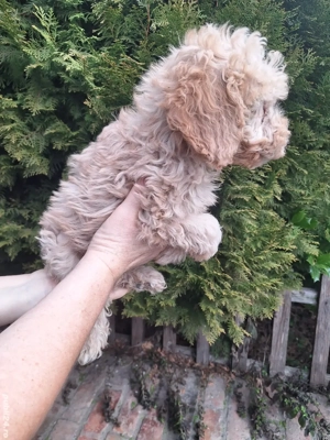 Pudel Pitic - imagine 4