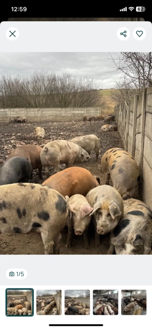 Vand porci - imagine 3