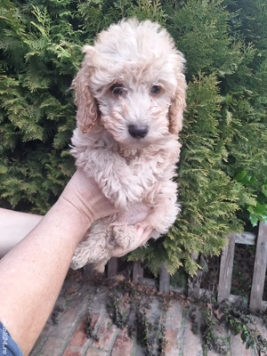 Pudel Pitic - imagine 3