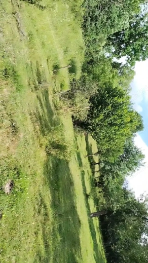 Teren extravilan Sisesti de vanzare71arii - imagine 10