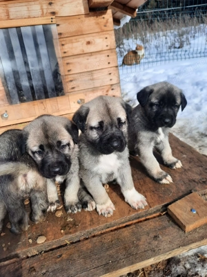 Vand pui kangal deosebiti, talie mare, detin ambii parinti - imagine 2