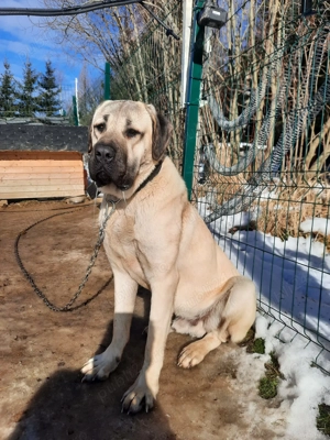 Vand pui kangal deosebiti, talie mare, detin ambii parinti - imagine 5