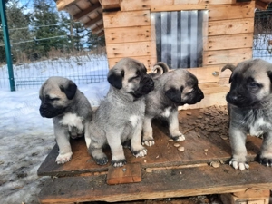 Vand pui kangal deosebiti, talie mare, detin ambii parinti - imagine 3